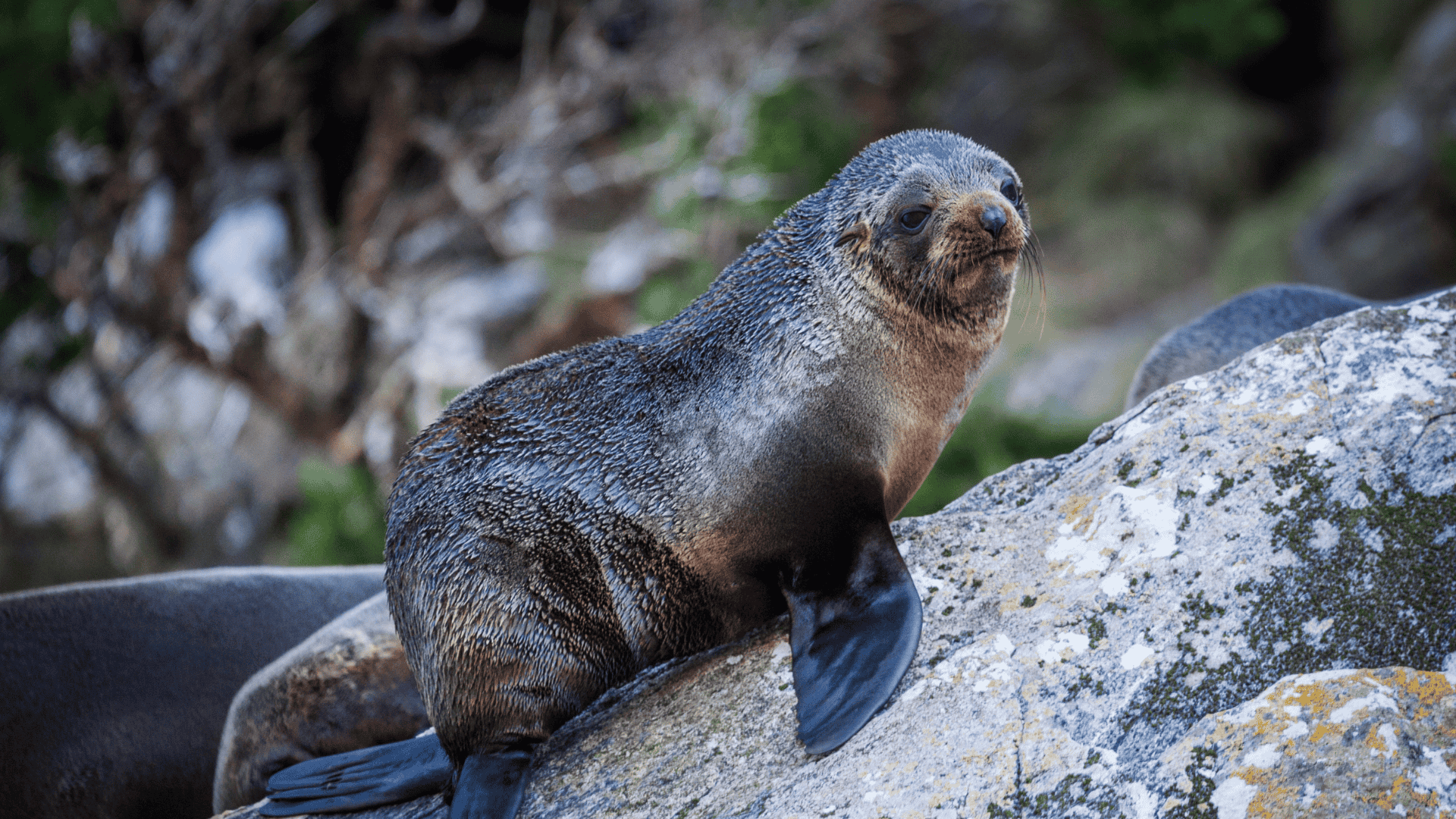 a seal on a rock