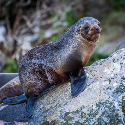 a seal on a rock