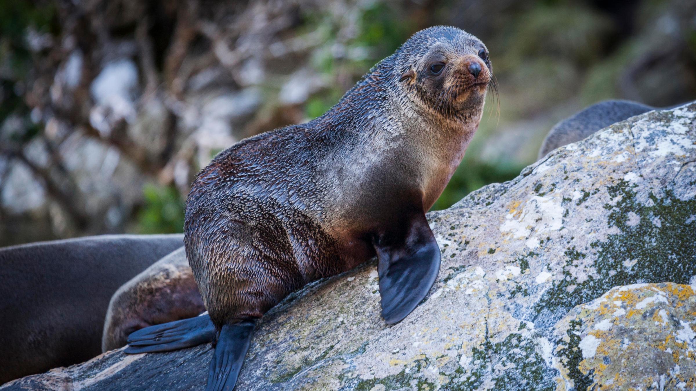 a seal on a rock