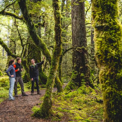 a person standing next to a tree in a forest