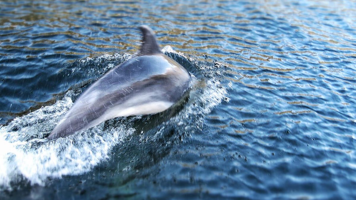a dolphin swimming in a body of water