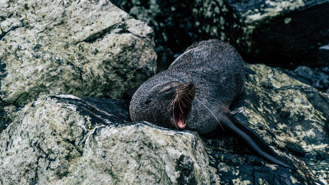 a bird sitting on a rock