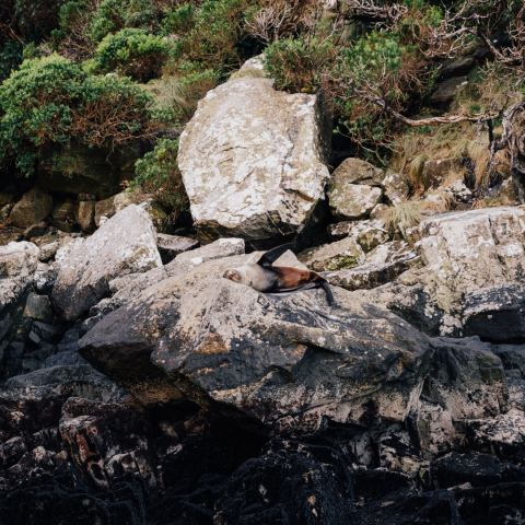 a close up of a rock