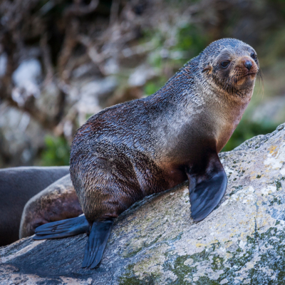 a seal on a rock